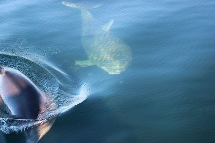 Delfiner i Flensborg Fjord