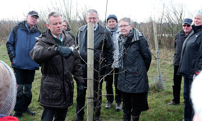 Frivillige var søndag formiddag i gang med at beskære 300 gråsten æbletræer. Foto Søren Gülck
