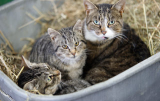 Åbent hus hos Gråsten landbrugsskole