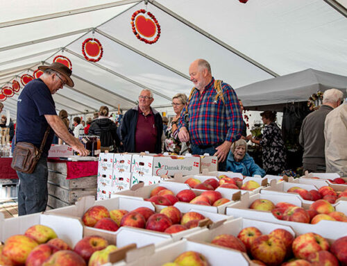 Den årlige traditionsrige æblefestival på Gråsten Havn