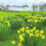 Graasten Slotshave står i fuldt flor med gule påskeliljer. Foto Ingrid Johannsen