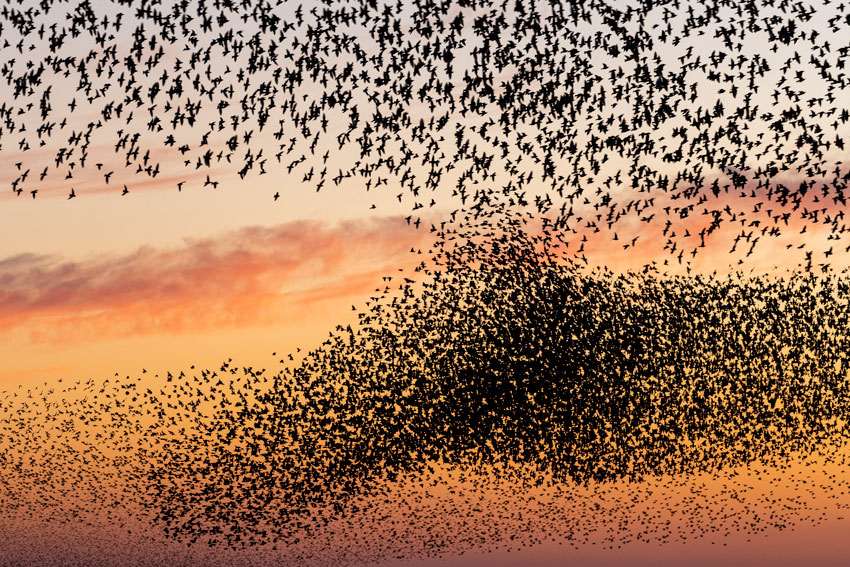 oplev sort sol med Gråsten Rejser