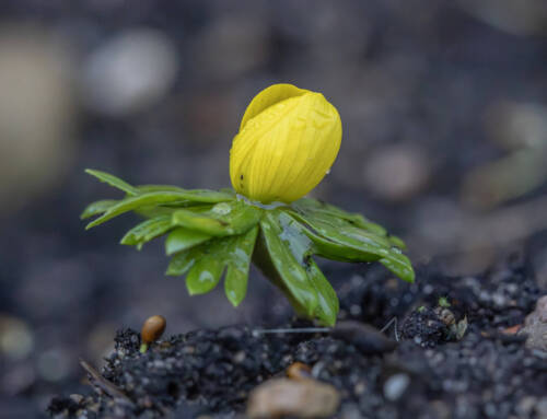 Erantis er en forårsbebuder