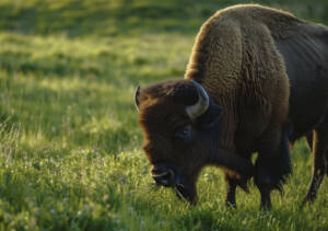 Oplev Europas største bisonfarm på Nordfyn