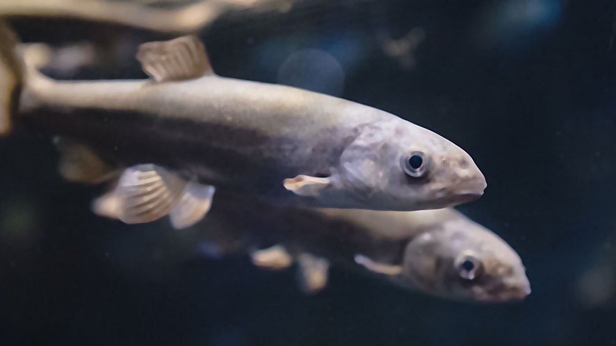 Småfisk under vandoverfladen