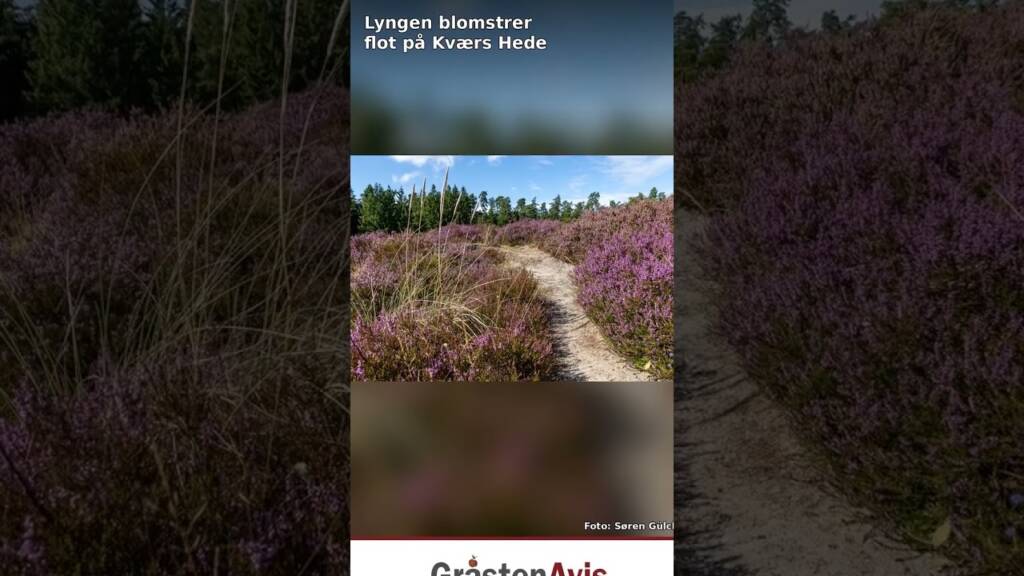 Lyngen blomstrer flot på Kværs Hede