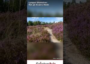 Lyngen blomstrer flot på Kværs Hede
