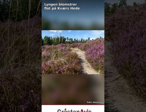 Lyngen blomstrer flot på Kværs Hede