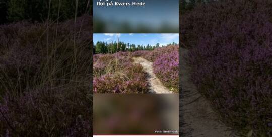 Lyngen blomstrer flot på Kværs Hede