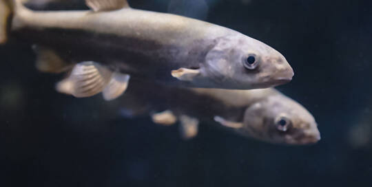 Småfisk under vandoverfladen