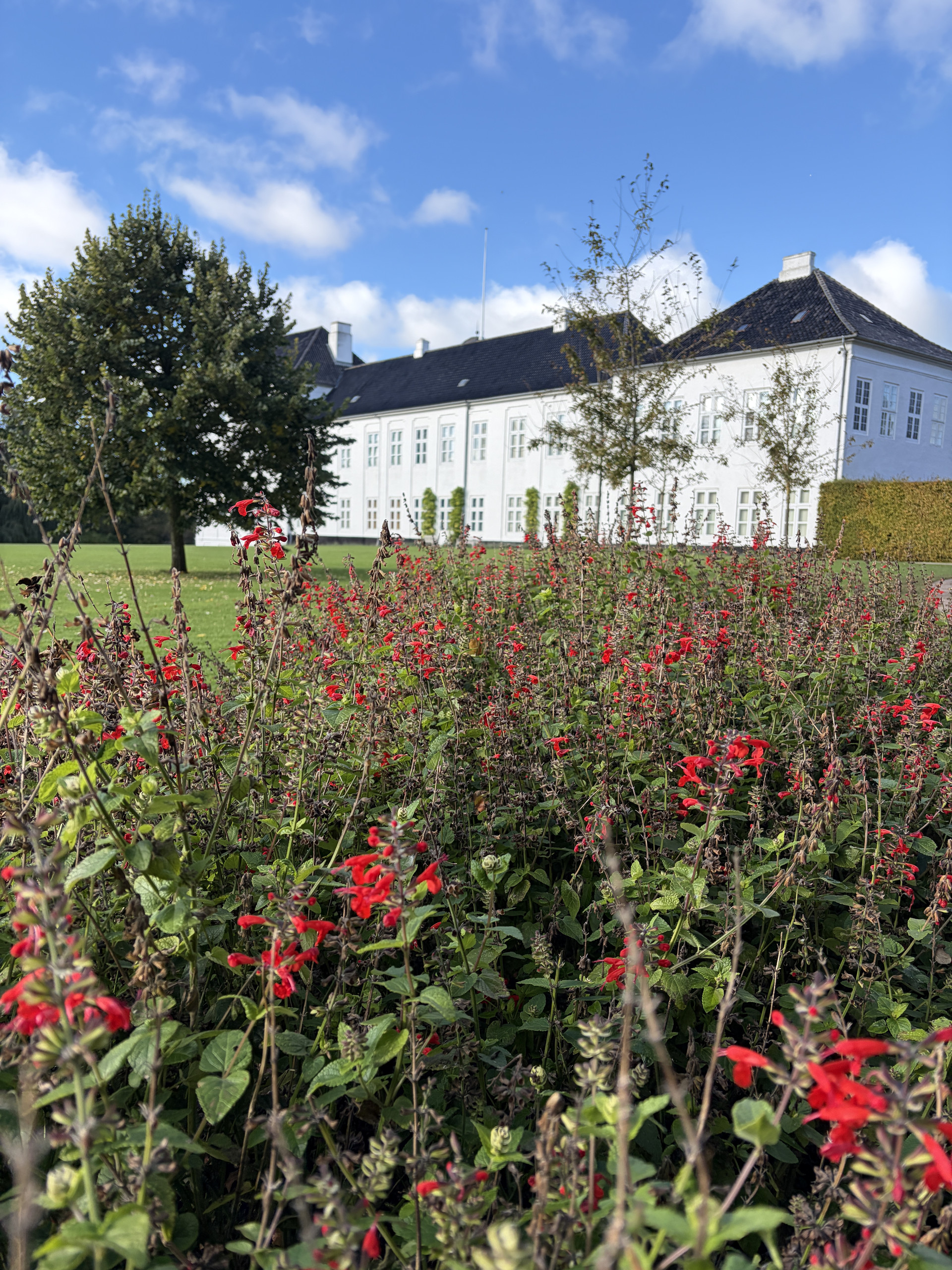 Det hvide Gråsten Slot bag et bed med røde blomster under blå himmel